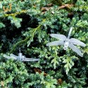 Lampki ogrodowe solarne ważki 6,5m 30LED ciepły biały