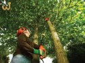 Pilarka łańcuchowa do cięcia gałęzi Black&Decker PS7525-QS