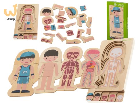 Puzzle drewniane warstwowe budowa ciała montessori chłopiec Puzzle drewniane warstwowe budowa ciała montessori chłopiec