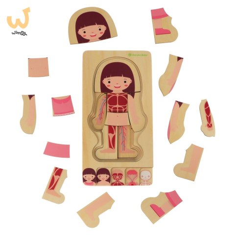 Puzzle drewniane warstwowe budowa ciała montessori dziewczynka Puzzle drewniane warstwowe budowa ciała montessori dziewczynka