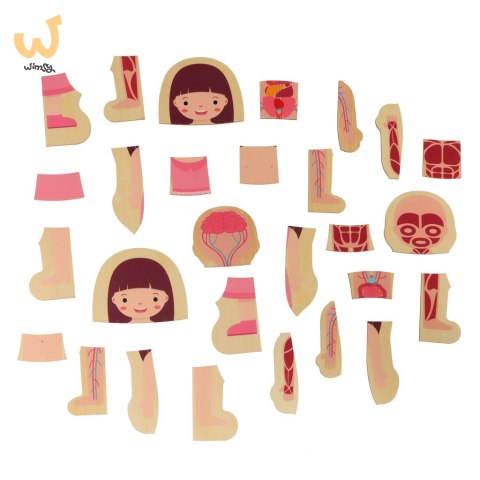 Puzzle drewniane warstwowe budowa ciała montessori dziewczynka Puzzle drewniane warstwowe budowa ciała montessori dziewczynka
