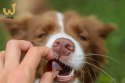 GELOREN Large Dog Suplement dla psa - 420g
