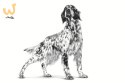 Royal Canin Veterinary Renal - sucha karma dla psa - 2 kg