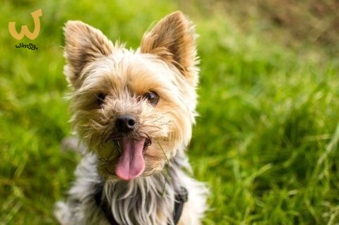 OROMED Oro-Pet - maszynka do strzyżenia zwierząt OROMED Oro-Pet - maszynka do strzyżenia zwierząt