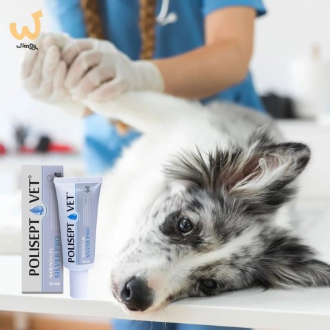 JM SANTE POLISEPT VET GEL PRO SILVER opatrunek żelowy 30ml JM SANTE POLISEPT VET GEL PRO SILVER opatrunek żelowy 30ml