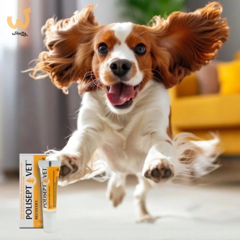 JM SANTE POLISEPT VET RECOVERY preparat energetyczny 12ml JM SANTE POLISEPT VET RECOVERY preparat energetyczny 12ml
