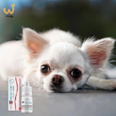 JM SANTE VET PROTECTOR OCZY LIGO krople do oczu 3ml JM SANTE VET PROTECTOR OCZY LIGO krople do oczu 3ml
