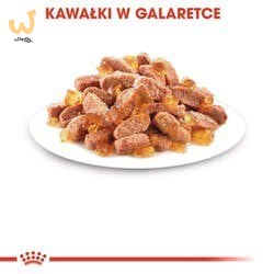 ROYAL CANIN FHN Kitten Instinctive in Jelly - mokra karma dla kociąt - 12x85g ROYAL CANIN FHN Kitten Instinctive in Jelly - mokra karma dla kociąt - 12x85g