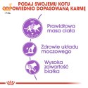 ROYAL CANIN FHN Regular Sterilised 37 - sucha karma dla kota dorosłego - 10 kg
