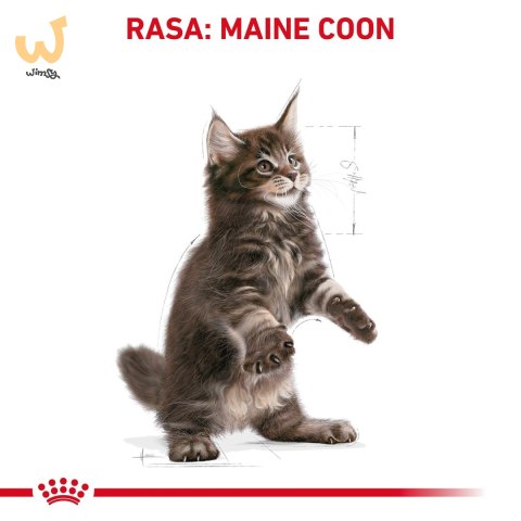 ROYAL CANIN Maine Coon Kitten 0,4kg ROYAL CANIN Maine Coon Kitten 0,4kg