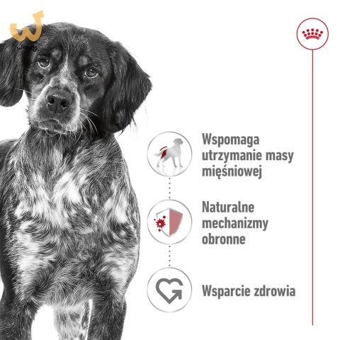 ROYAL CANIN SHN Medium Adult w sosie - mokra karma dla psa dorosłego - 10x140 g ROYAL CANIN SHN Medium Adult w sosie - mokra karma dla psa dorosłego - 10x140 g