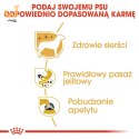 ROYAL CANIN BHN Chihuahua Adult - mokra karma dla psa dorosłego - 12x85g