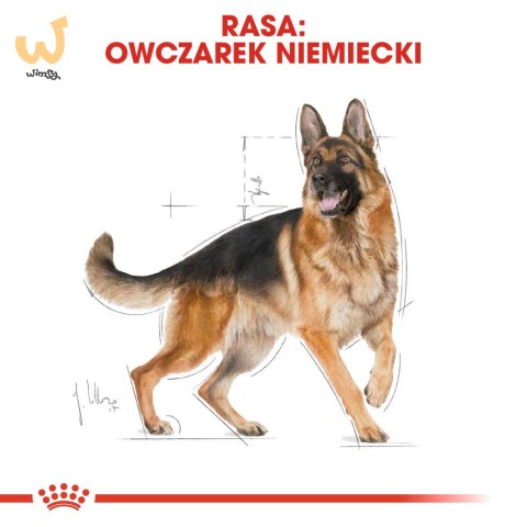 ROYAL CANIN BHN German Sh Ad - sucha karma dla psa dorosłego - 11 kg ROYAL CANIN BHN German Sh Ad - sucha karma dla psa dorosłego - 11 kg