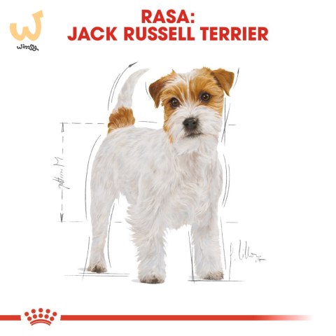 ROYAL CANIN BHN Jack Russell Terrier Adult - sucha karma dla psa dorosłego - 1,5kg ROYAL CANIN BHN Jack Russell Terrier Adult - sucha karma dla psa dorosłego - 1,5kg
