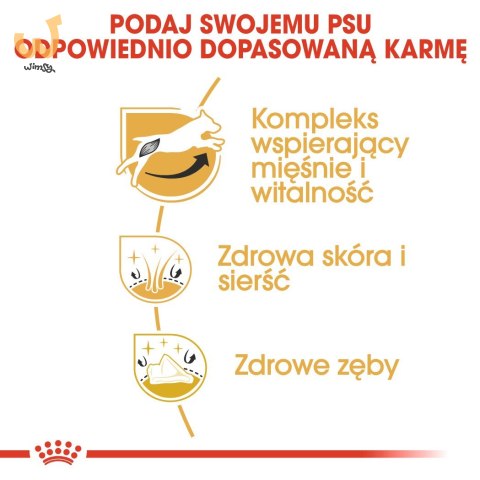 ROYAL CANIN BHN Jack Russell Terrier Adult - sucha karma dla psa dorosłego - 1,5kg ROYAL CANIN BHN Jack Russell Terrier Adult - sucha karma dla psa dorosłego - 1,5kg