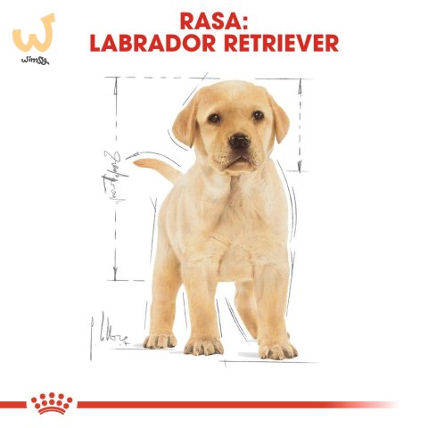 ROYAL CANIN BHN Labrador Puppy - sucha karma dla szczeniąt - 12kg ROYAL CANIN BHN Labrador Puppy - sucha karma dla szczeniąt - 12kg