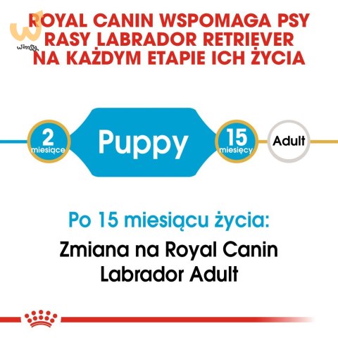 ROYAL CANIN BHN Labrador Puppy - sucha karma dla szczeniąt - 12kg ROYAL CANIN BHN Labrador Puppy - sucha karma dla szczeniąt - 12kg