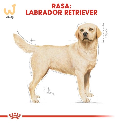 ROYAL CANIN BHN Labrador Retriever Adult - sucha karma dla psa dorosłego - 12 kg ROYAL CANIN BHN Labrador Retriever Adult - sucha karma dla psa dorosłego - 12 kg