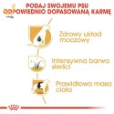 ROYAL CANIN BHN Miniature Schnauzer Adult - sucha karma dla psa dorosłego - 3kg