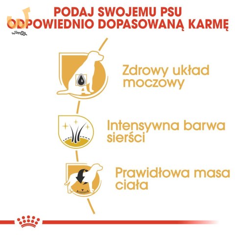 ROYAL CANIN BHN Miniature Schnauzer Adult - sucha karma dla psa dorosłego - 3kg ROYAL CANIN BHN Miniature Schnauzer Adult - sucha karma dla psa dorosłego - 3kg