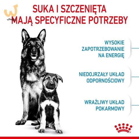 ROYAL CANIN SHN Maxi Starter Mother & Babydog - sucha karma dla psa - 4 kg ROYAL CANIN SHN Maxi Starter Mother & Babydog - sucha karma dla psa - 4 kg