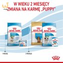 ROYAL CANIN SHN Mini Starter Mother & Babydog - sucha karma dla psa - 4 kg