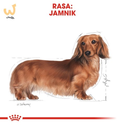 Royal Canin BHN Dachshund Adult - sucha karma dla psa dorosłego - 1,5kg Royal Canin BHN Dachshund Adult - sucha karma dla psa dorosłego - 1,5kg