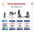 Karma Royal Canin Dog Food Maxi Ageing (15 kg )
