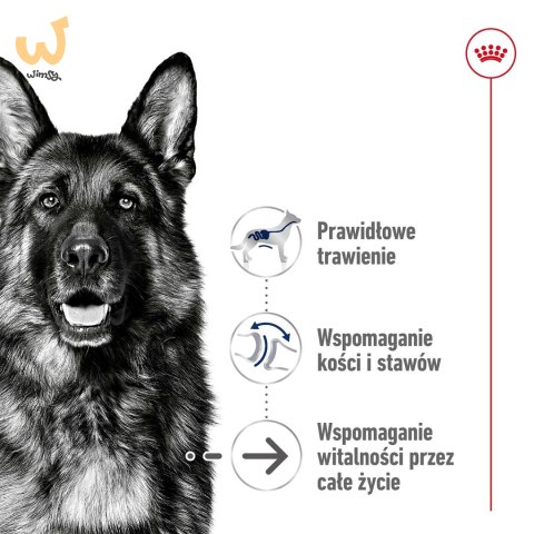 Karma Royal Canin Dog Food Maxi Ageing (15 kg ) Karma Royal Canin Dog Food Maxi Ageing (15 kg )