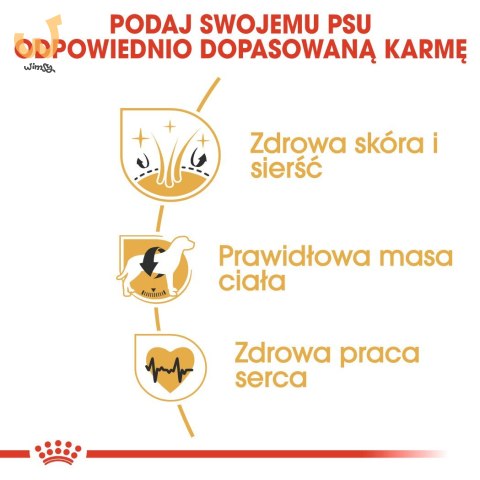 ROYAL CANIN BHN Cocker Adult - sucha karma dla psa dorosłego - 12 kg ROYAL CANIN BHN Cocker Adult - sucha karma dla psa dorosłego - 12 kg