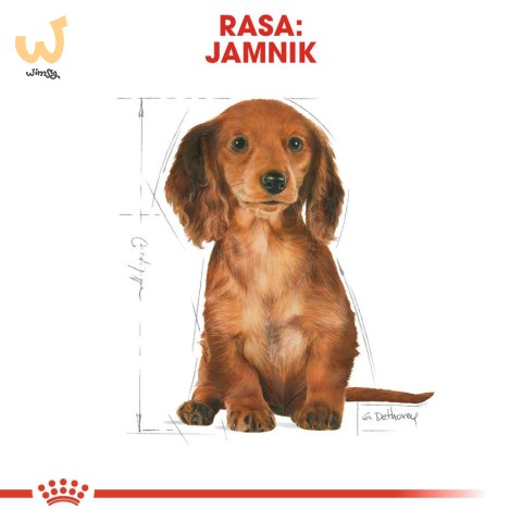 ROYAL CANIN BHN Dachshund Puppy - sucha karma dla szczeniąt - 1,5kg ROYAL CANIN BHN Dachshund Puppy - sucha karma dla szczeniąt - 1,5kg