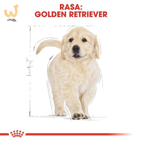 ROYAL CANIN BHN Golden Retriever Puppy - sucha karma dla szczeniąt - 12 kg ROYAL CANIN BHN Golden Retriever Puppy - sucha karma dla szczeniąt - 12 kg