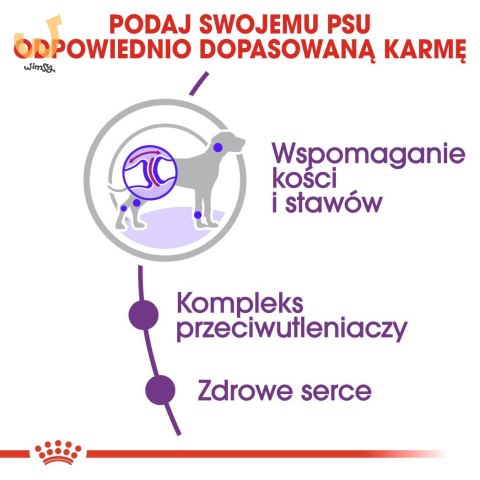 ROYAL CANIN SHN Giant Adult - sucha karma dla psa dorosłego - 15 kg ROYAL CANIN SHN Giant Adult - sucha karma dla psa dorosłego - 15 kg