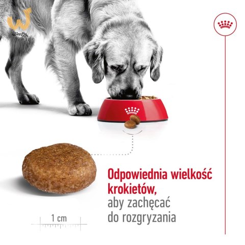 ROYAL CANIN SHN Maxi Adult 5+ - sucha karma dla psa dorosłego - 15 kg ROYAL CANIN SHN Maxi Adult 5+ - sucha karma dla psa dorosłego - 15 kg