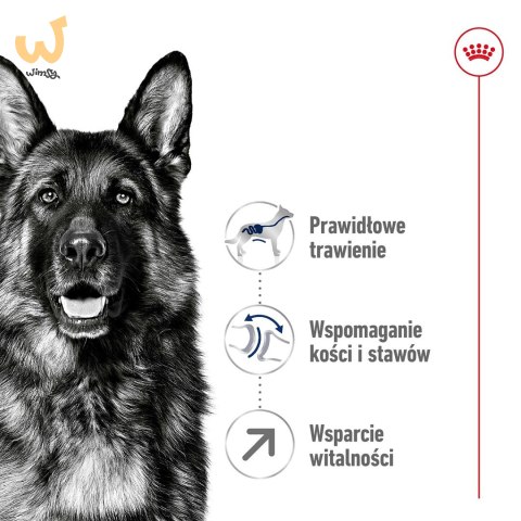 ROYAL CANIN SHN Maxi Adult 5+ - sucha karma dla psa dorosłego - 15 kg ROYAL CANIN SHN Maxi Adult 5+ - sucha karma dla psa dorosłego - 15 kg