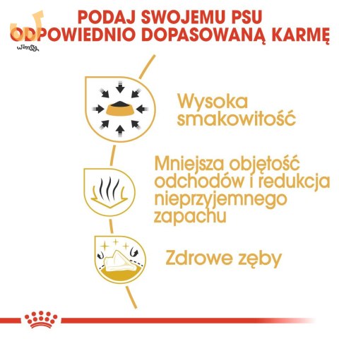 Royal Canin BHN Chihuahua Adult - sucha karma dla psa dorosłego - 1,5kg Royal Canin BHN Chihuahua Adult - sucha karma dla psa dorosłego - 1,5kg