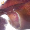 Gryzak dla psów PETMEX Ucho wieprzowe 40g 1szt
