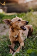 Josera InsectDog Denties przysmak dla psów 180g
