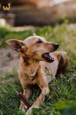 Josera InsectDog Denties przysmak dla psów 180g