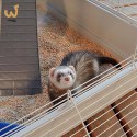FERPLAST Furet Tower - klatka dla fretek