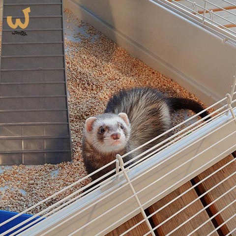 FERPLAST Furet Tower - klatka dla fretek FERPLAST Furet Tower - klatka dla fretek